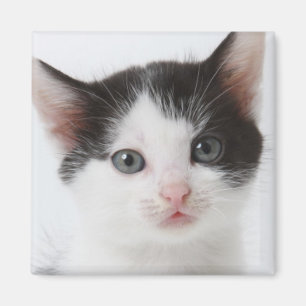 Black Spotted Kitten Magnet