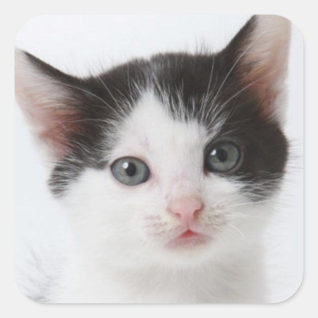 Black Spotted Kitten Square Sticker (Front)