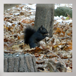 Black Squirrel Autumn Poster