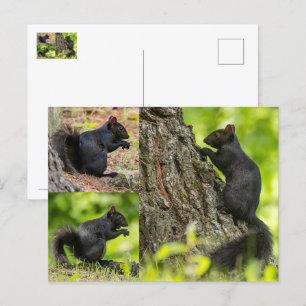 Black Squirrel Collage Postcard