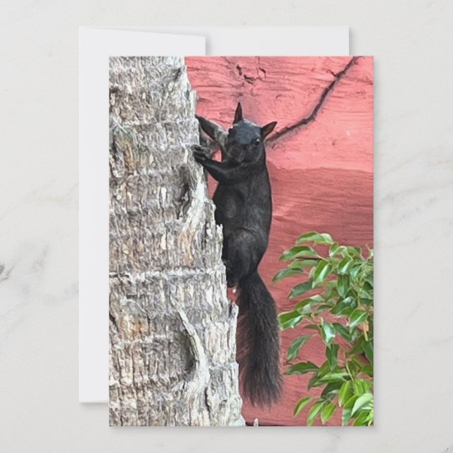 Black Squirrel Flat Card (Front)