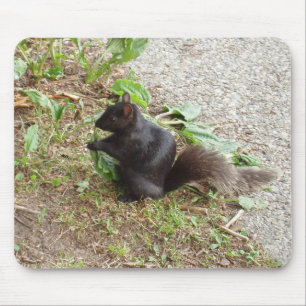 Black Squirrel Mouse Pad