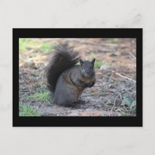 Black Squirrel Post Card