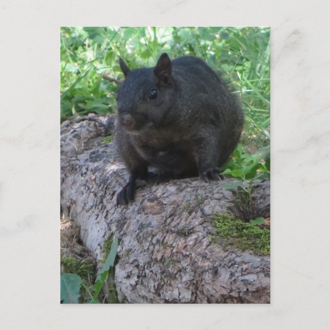 Black Squirrel Postcard (Front)