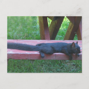 Black Squirrel Postcard