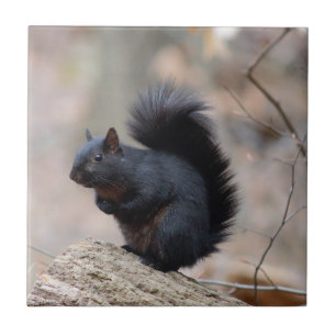 Black Squirrel Tile