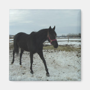 Black Stallion beauty Magnet