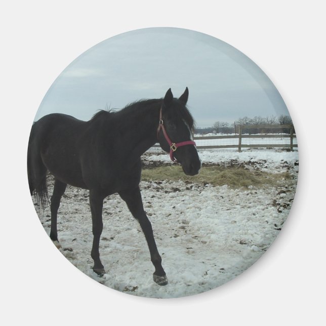 Black Stallion beauty Magnet (Front)