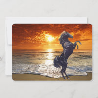 Black Stallion Horse On The Beach