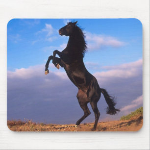 Black Stallion Mouse Pad
