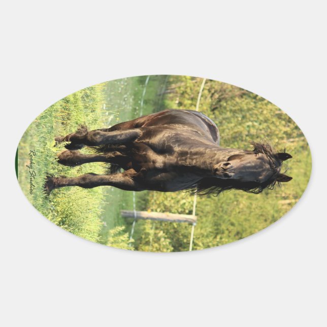 Black Stallion Oval Sticker (Front)
