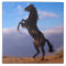 Black Stallion