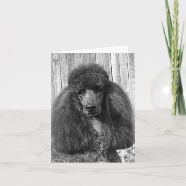 Black Standard Poodle Headstudy Card (Front)