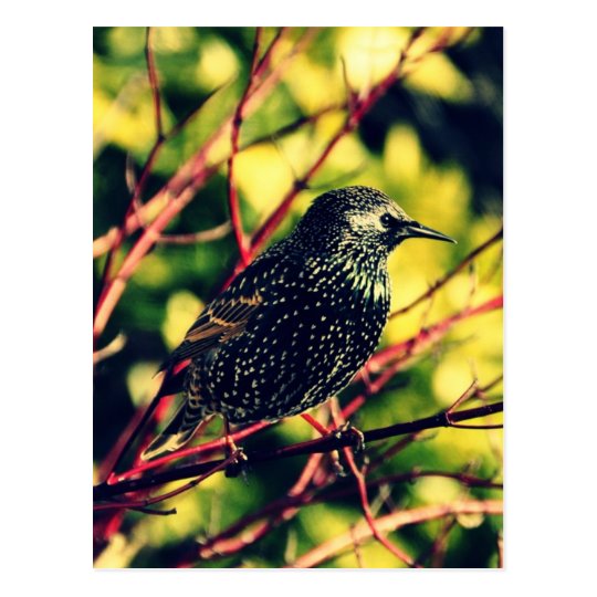 Black Starling Postcard
