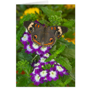 Black Swallowtail