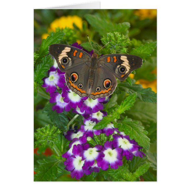 Black Swallowtail (Front)