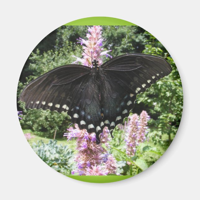 Black Swallowtail 67 ~ magnet (Front)