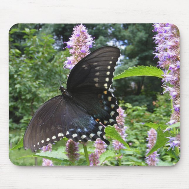 Black Swallowtail 69 ~ mousepad (Front)