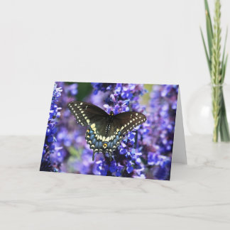 Black Swallowtail 7 x 5 Greeting Card - blank
