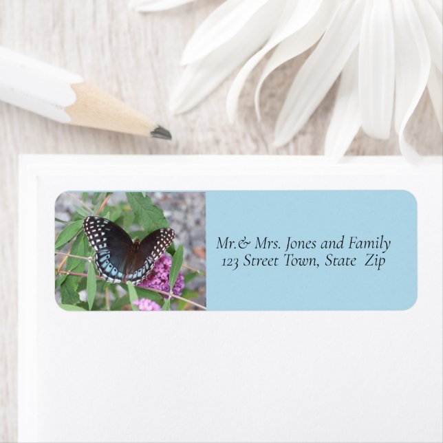 Black Swallowtail Butterfly  (Insitu)