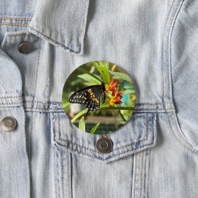Black Swallowtail Butterfly #2  3 Inch Round Button (In Situ)
