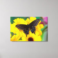 Black Swallowtail butterfly