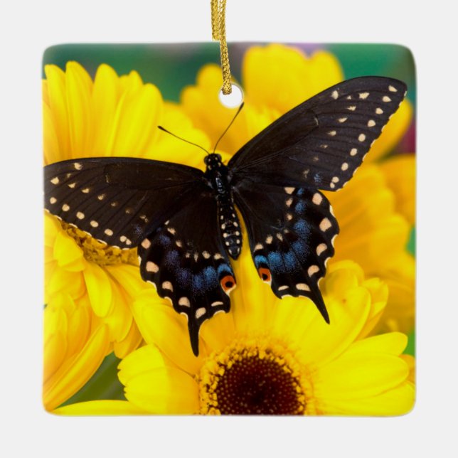 Black Swallowtail butterfly Ceramic Ornament (Front)