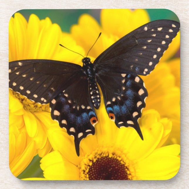 Black Swallowtail butterfly Coaster (Front)