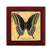 Black Swallowtail Butterfly