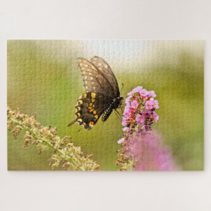 Black Swallowtail butterfly Jigsaw Puzzle
