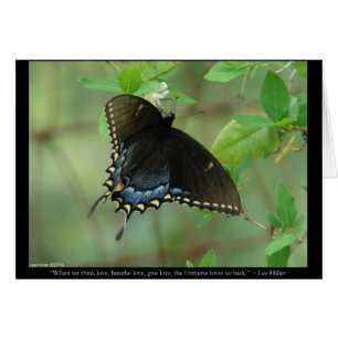 Black Swallowtail Butterfly - Love Gifts & Apparel