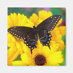 Black Swallowtail butterfly Magnet