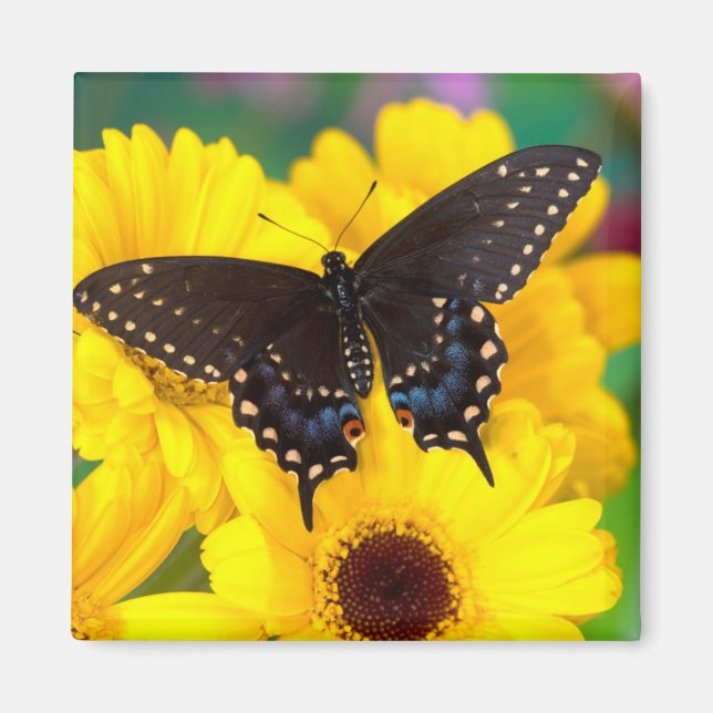Black Swallowtail butterfly Magnet (Front)