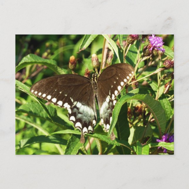 Black Swallowtail Butterfly Nature Photography Postcard (Front)