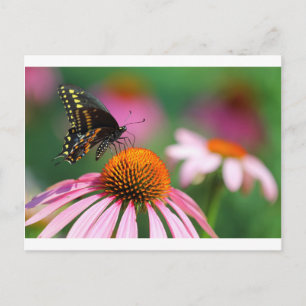 Black Swallowtail Butterfly on a Coneflower, Ohio Postcard