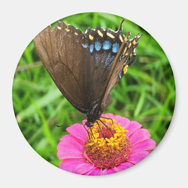 Black Swallowtail Butterfly on a Pink Flower Magnet (Front)