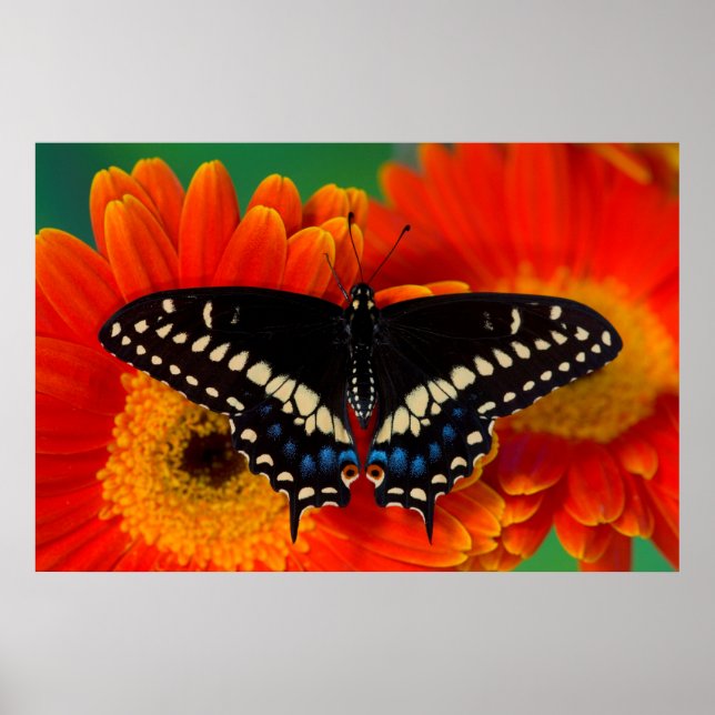 Black Swallowtail Butterfly on Gerberia Daisy Poster (Front)