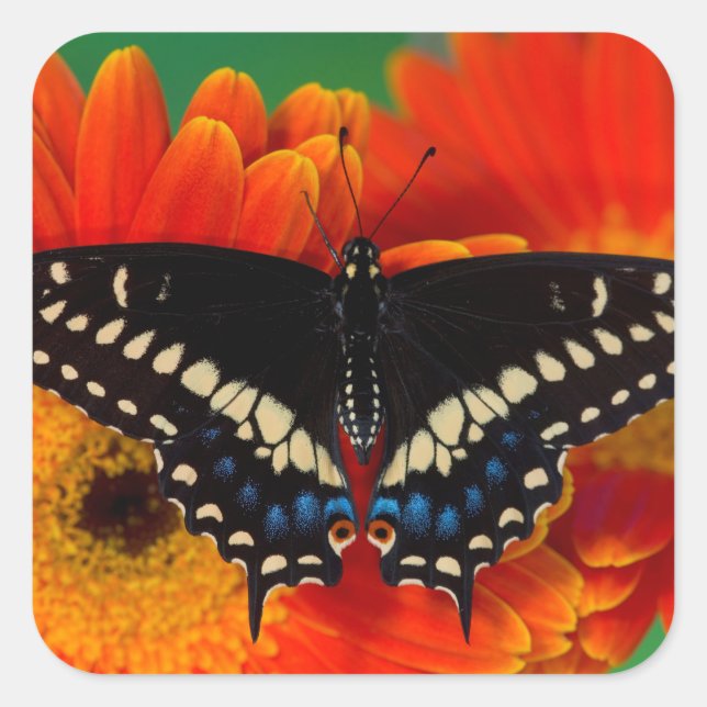 Black Swallowtail Butterfly on Gerberia Daisy Square Sticker (Front)