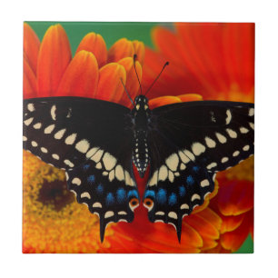 Black Swallowtail Butterfly on Gerberia Daisy Tile