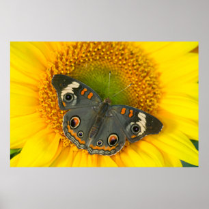 Black Swallowtail Butterfly on Sunflower Poster