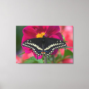 Black Swallowtail Butterfly on Zinnia Canvas Print