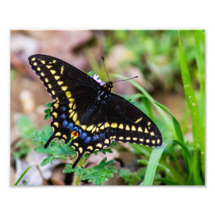 Black Swallowtail Butterfly Photo Print