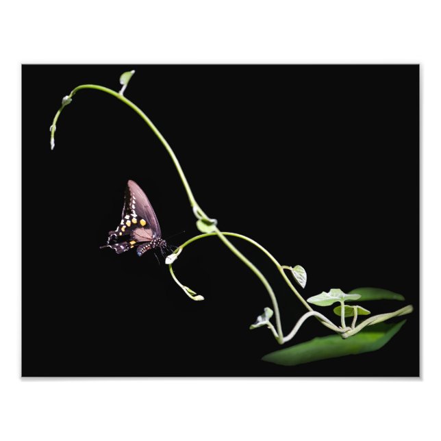 Black Swallowtail Butterfly Photo Print (Front)