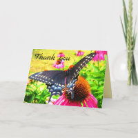 Black Swallowtail Butterfly Pink Echinacea Flowers