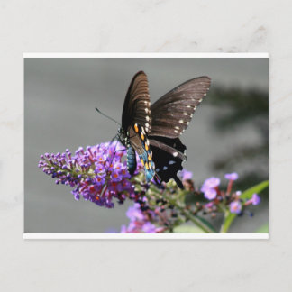 Black Swallowtail Butterfly Postcard