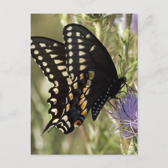 Black Swallowtail Butterfly Postcard (Front)
