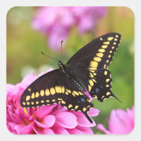 Black Swallowtail Butterfly
