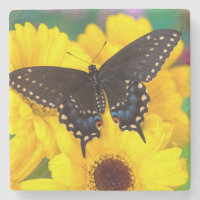 Black Swallowtail butterfly