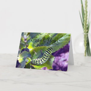 Black Swallowtail Caterpillar 2 Greeting Card