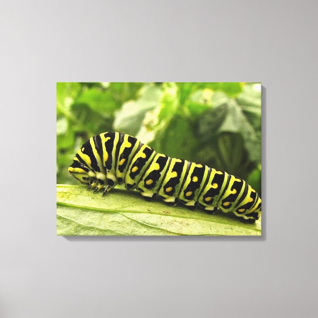 Black Swallowtail Caterpillar Canvas Print (Front)